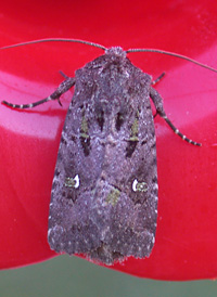 Bristly Cutworm